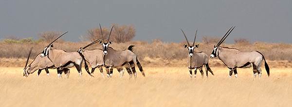 Bing Daily Trivia Quiz: South African Oryx